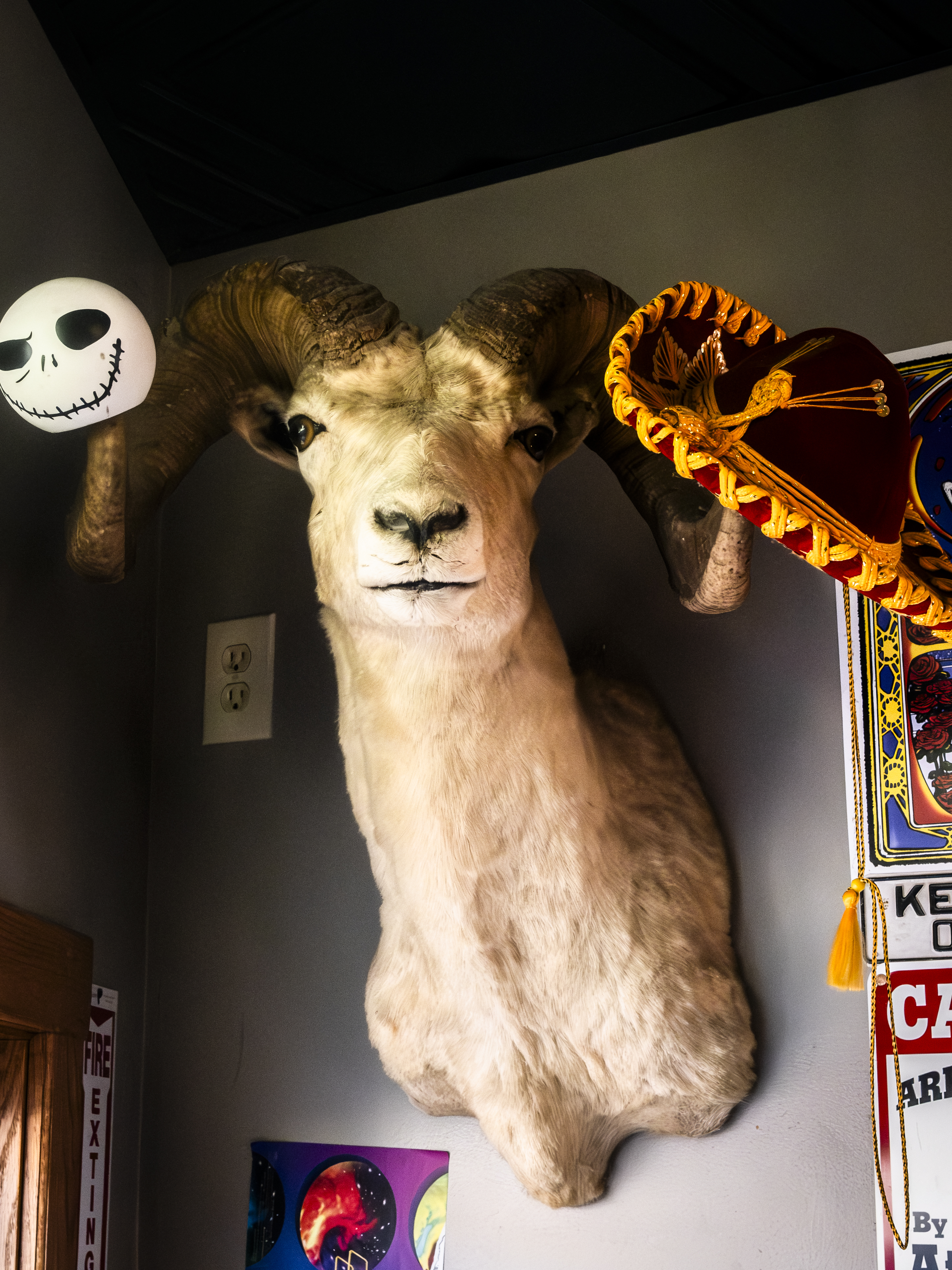 Goat head mounted on wall inside of establishment